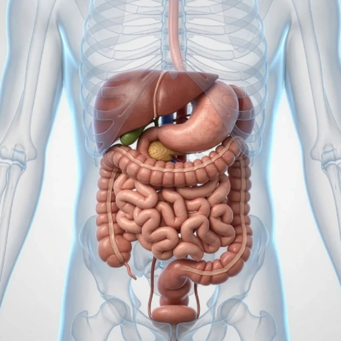 human digestive system anatomy