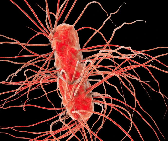 E. coli